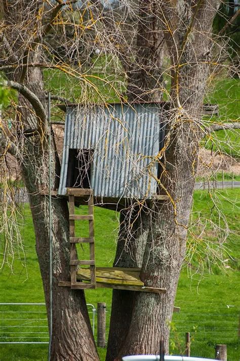 DIY Tree Hut 的图像结果