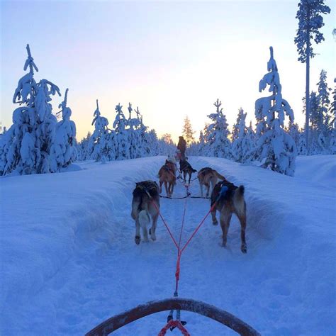 SNOW FUN SAFARIS LAPLAND Guide (2026) All You Need to Know BEFORE You ...