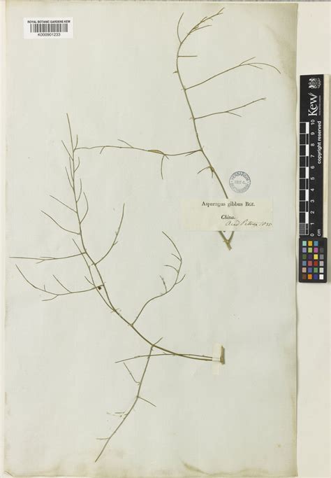 Asparagus dauricus Fisch. ex Link | Plants of the World Online | Kew ...