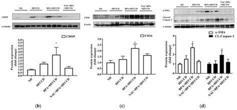 Bisphenol A Coupled with a High-Fat Diet Promotes Hepatosteatosis ...