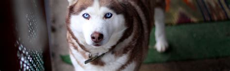 Download wallpaper dog, blue eyes, husky, section dog in resolution ...