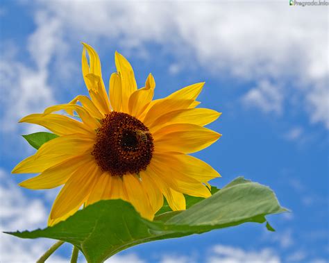 Wallpaper — Pregrada.info