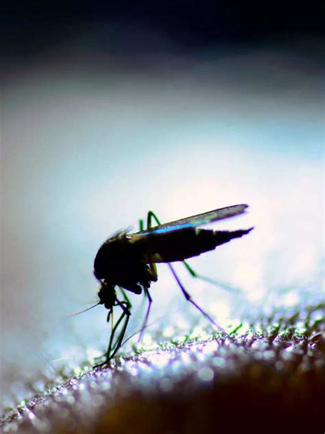 World Mosquito Day: Diseases transmitted through mosquito bites | Times ...