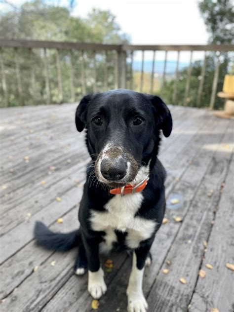 Greyhound Border Collie Lab Mix