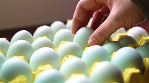 长见识了，原来鸡蛋那么多款，绿壳鸡蛋营养价值最高_蛋质