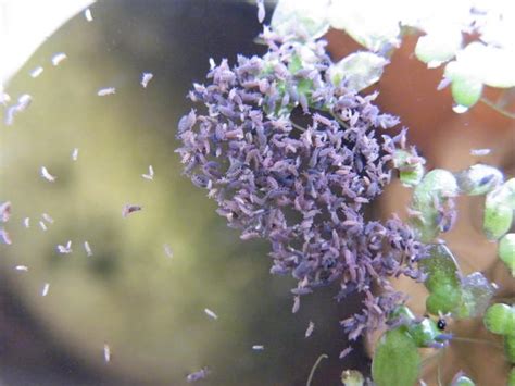 Image result for Purple Spring Tails