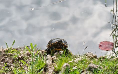 Image result for Bumpy Shell Turtle