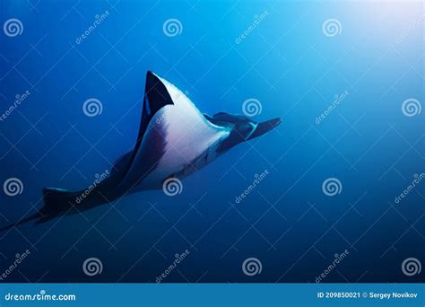 Huge Big Manta Ray Swim Deep Underwater Stock Image - Image of fish ...