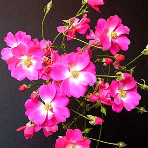 BUY ROSES I Best Prices And Fast Delivery‎ I Mainaam Garden