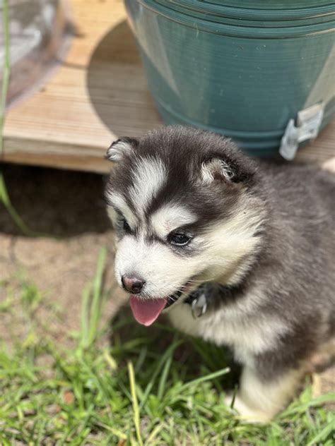 Husky or malamute? : r/husky