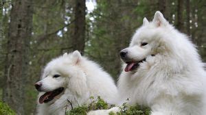 Samoyed dog wallpapers hd, desktop backgrounds, images and pictures