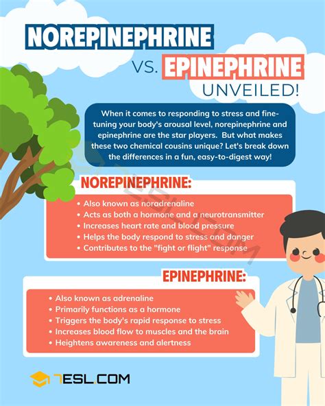 Norepinephrine vs. Epinephrine: The Main Difference • 7ESL