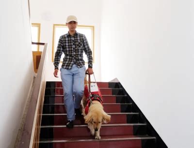 扬州第一只导盲犬持证上岗 给主人当眼 它会30多项本事|导盲犬|孙建刚|主人_新浪新闻