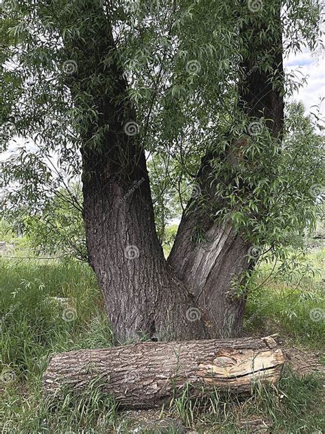 Image result for One Root 5 Tree