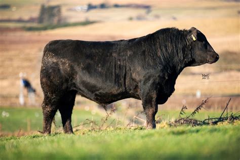 Netherton Farm Online Sale, HW Netherton Angus Scotland., Auchterarder ...