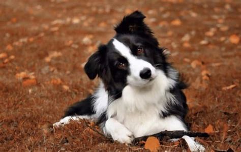 How Dogs See Humans 的图像结果