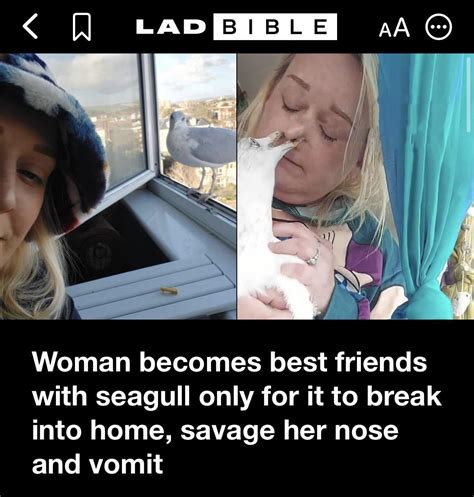 nose savaging seagulls strike again | Know Your Meme