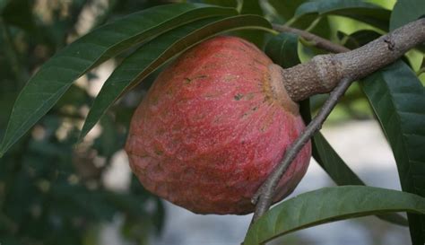 Ramphal: Exploring the Marvels of the Custard Apple — MACclite