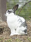 Image result for Old World Rabbit