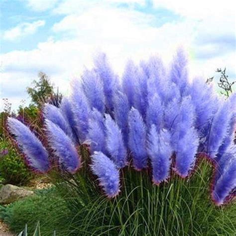 CHUXAY GARDEN Blue Pampas Grass-Cortaderia Selloana Nepal | Ubuy