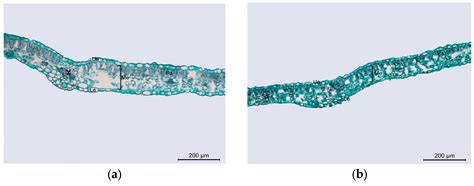 Anatomical Structure and Phytochemical Composition of a Rare Species ...