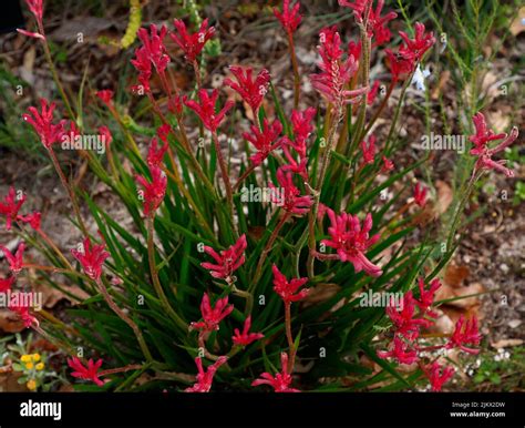 Close up of the red flowering native Australian plant Kangaroo Paw Bush Pearl Anigozanthos Stock ...