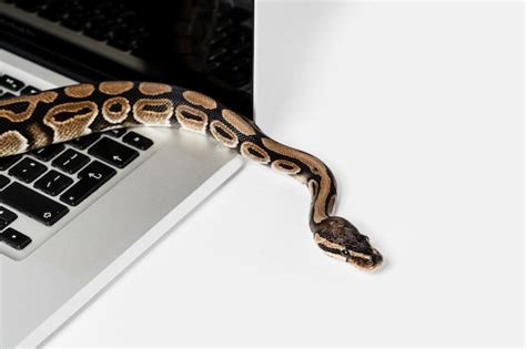 French Python Code 的图像结果
