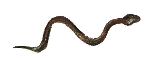 Makaibari Tea Estate - Since 1859