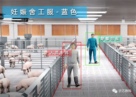 每头猪都很宝贵！卫生监控、猪脸识别，AI走进中国养猪场__财经头条