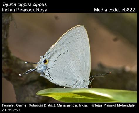 Tajuria cippus | Butterfly