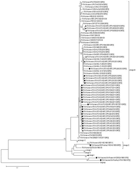 Genomic Analysis of Rwandan G9P[8] Rotavirus Strains Pre- and Post ...