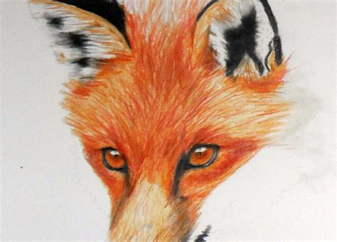 Fox Drawing Sketch Fox Sketch - butlerseedgroup