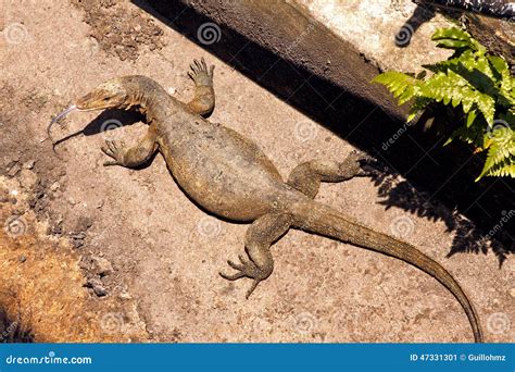 Monitor Lizard 的图像结果