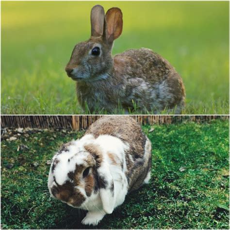 What Are the Differences Between a Pet Rabbit vs Wild Rabbit?