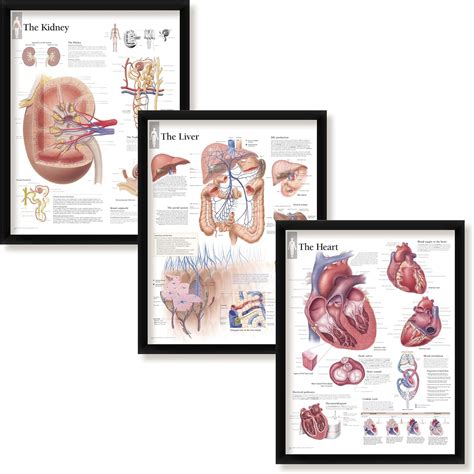 Buy Set of 3 Framed Medical Posters The Kidney The Liver and The Heart ...