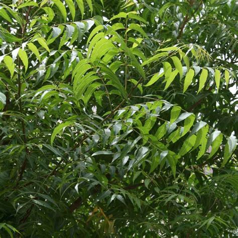 नीम पेड़ के ये 5 चमत्कारी उपाय करने से मिलता है कष्टों से छुटकारा ...