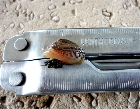 What Kills Quagga Mussels