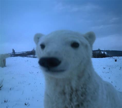 Animation Memes Polar Summit 的图像结果