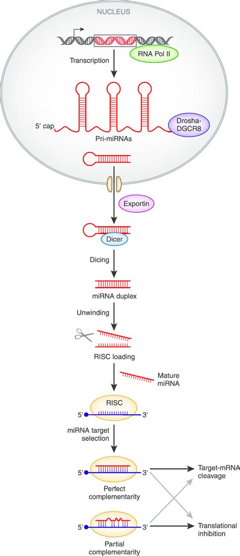 Primary microRNA Transcript 的图像结果