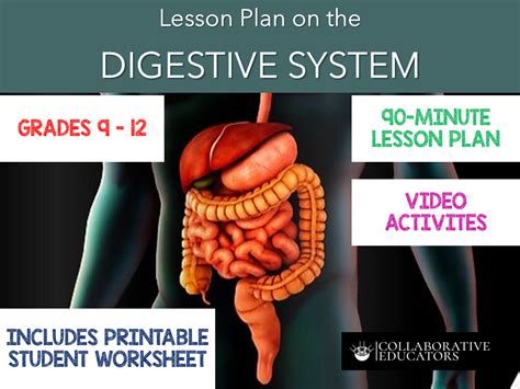 Image result for Lesson On Digestive System