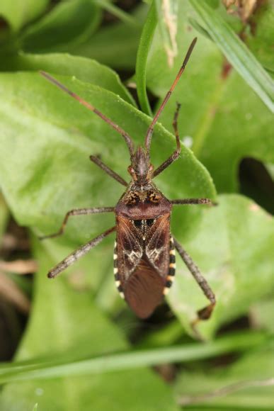 Vroubenka americká (Leptoglossus occidentalis) - Bobův fotoblog