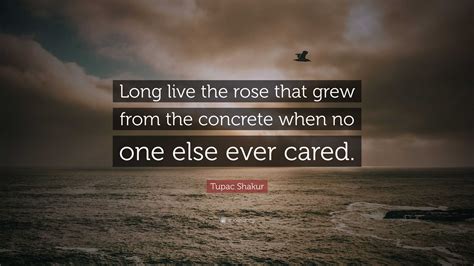 The rose that grew from concrete by tupac shakur - fanpna