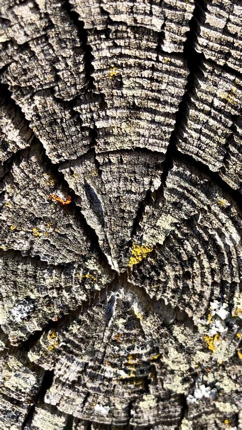 Download wallpaper 1350x2400 wood, texture, rings, relief iphone 8+/7 ...