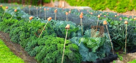 5 Types of Gardens for your Home | Homes247.in