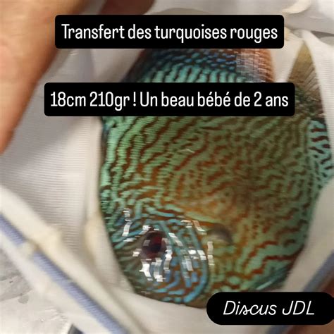 Image result for Discus Bebe