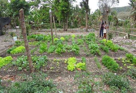 Community Garden Project Sees Growth | Health Equity International