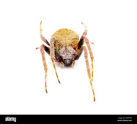 female Tropical orb weaver spider - Eriophora ravilla - isolated cutout ...