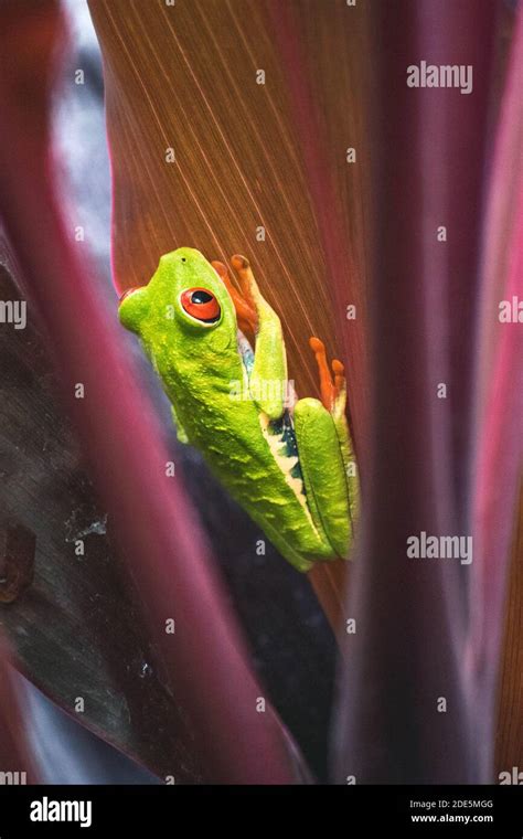 Image result for Purple Tree Frog