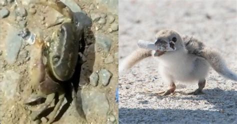 Video Of Crab Smoking Cigarette