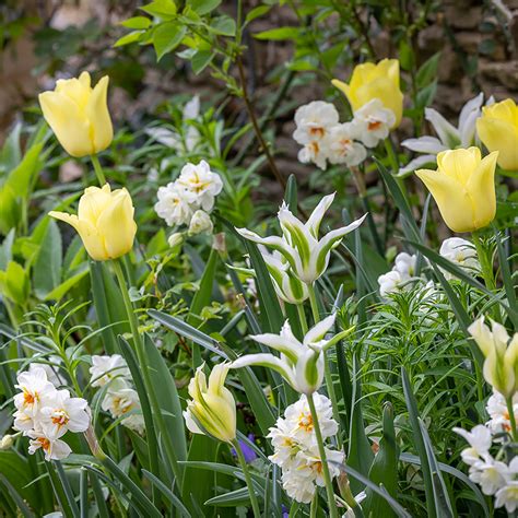 Buy Shade Perennial Bulb Mix | Perennial Bulbs for Shade | Sarah Raven